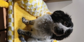 长毛黑白小狗找领养