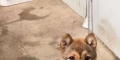 10.16良庆大桥走失一只棕黑色中型犬
