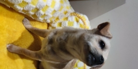 可爱小黄狗找领养