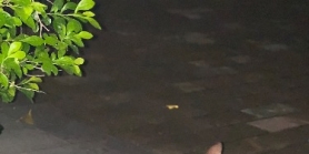 没人领养就要放归新生小猫和猫妈了