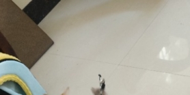 西乡塘长毛橘领养