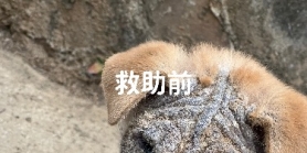 狗寻找好心友友领养狗