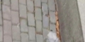 救助被遗弃的狗狗领养后被弄丢