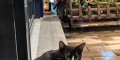 寻猫！！麻村地铁站C口（麻村菜市）奶牛猫