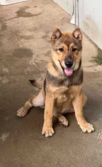 10.16良庆大桥走失一只棕黑色中型犬