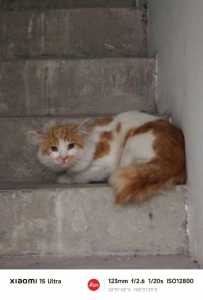 流浪猫猫