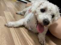 6月10日世贸西城G座捡到白色狗狗