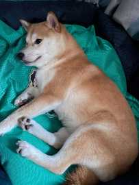 12.13大沙田幸福路走失一只黄色柴犬