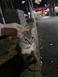 10.3北湖捡到一只灰色小猫