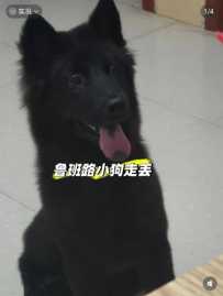 10.4西乡塘鲁班路D口走失一只全黑狗狗