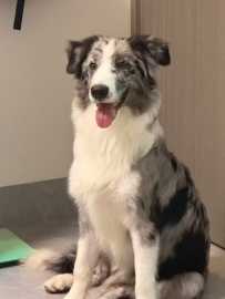 10.7良庆区梯花岭附近走失一只灰白色中型犬